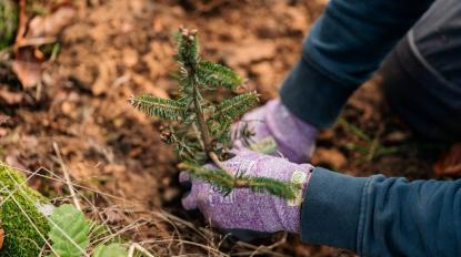 hands planting a seedling