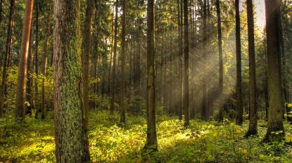 forest trees sun