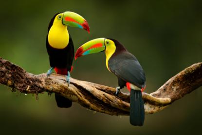 amazonas birds