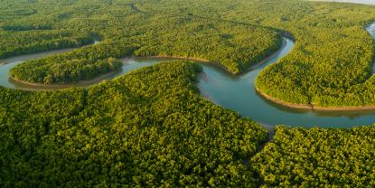 Amazonas forest bird perspective