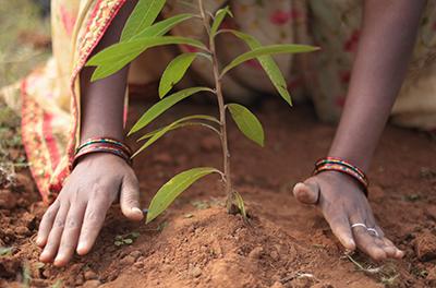 Planting trees as investment