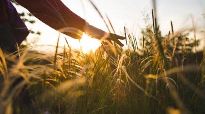 hand on gras sunset