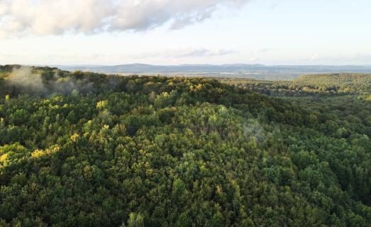 Forest from above