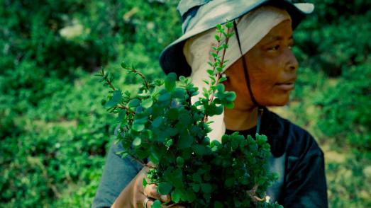 woman with cut plant in her hands