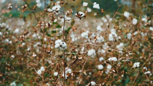 cotton field