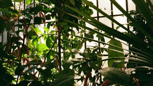 plants in front of a window