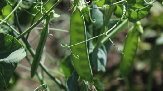 peas