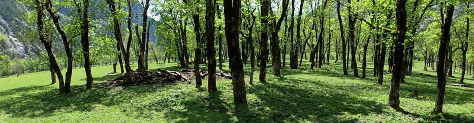 Wald mit Bäumen