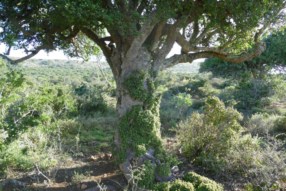 Baum inmitten einer Landschaft