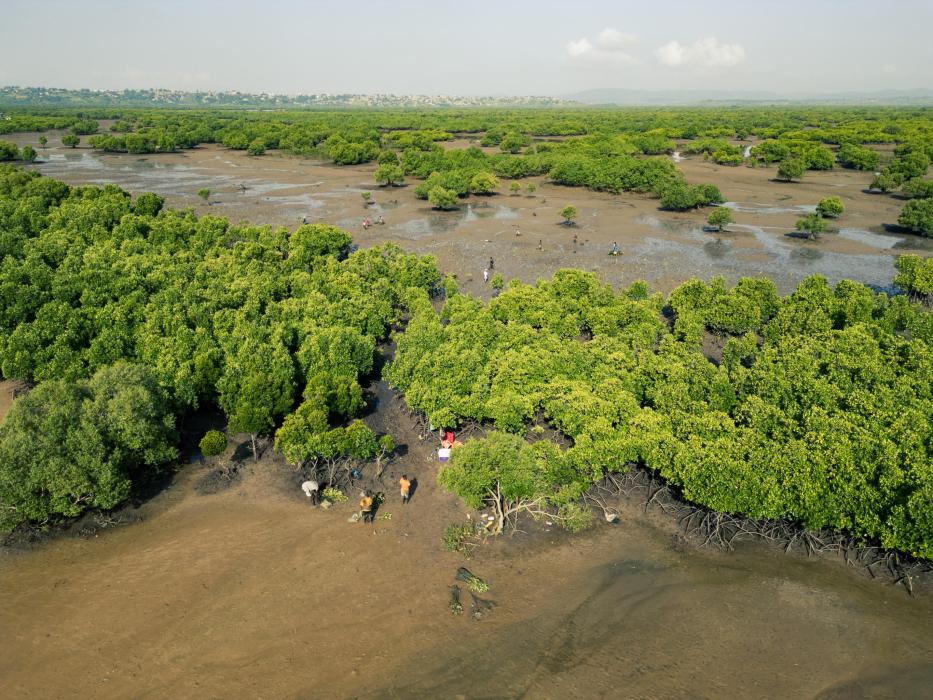 Mangroven in Wasserlandschaft